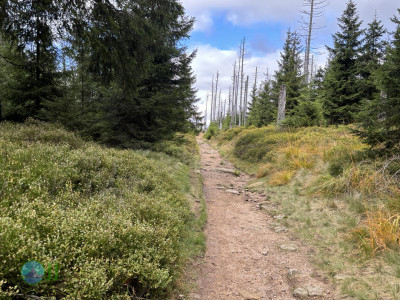 Harz-Tour HWN 136, 168, 12, 217