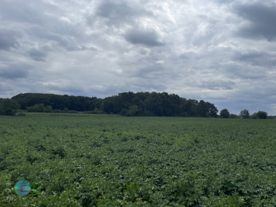 Beeselse Maasronde