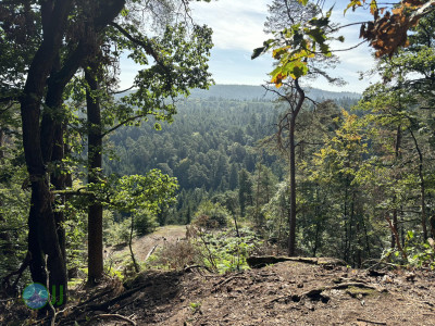 Genovevahöhle – Klausenhöhle loop from Trier