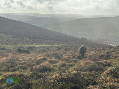 Dartmoor National Park