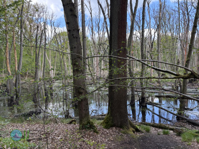 Hückelhoven - Wassenberg loop Hiking (26-04-2025)