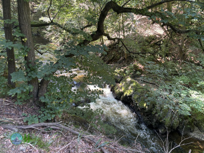 Harzer-Hexen-Stieg - Day 3 - From Neuwerk to Thale