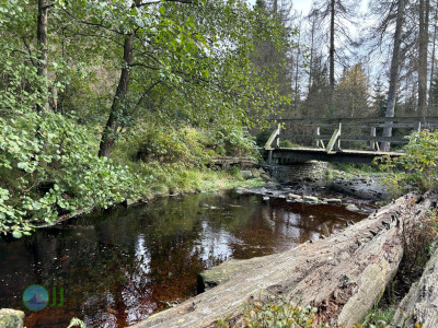 Harz-Tour HWN 136, 168, 12, 217