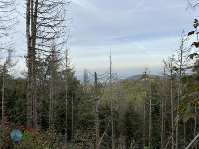 Harz-Tour HWN 39, 38, 37, 32, 31, 34, 35, 36