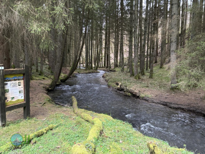 Resting place. – Le long du ruisseau de Cowan loop from Houffalize