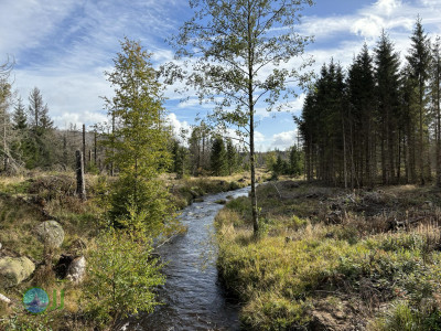 Harz-Tour HWN 11, 9, Urwaldstieg, 22