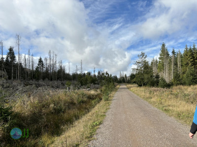 Harz-Tour HWN 11, 9, Urwaldstieg, 22