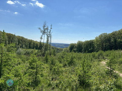 On foot to the Ardennes - Day 3 - From Grandmenil to Roumont