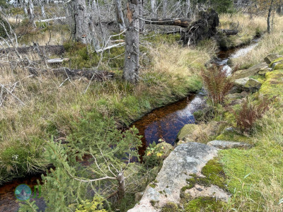 Harz-Tour HWN 136, 168, 12, 217