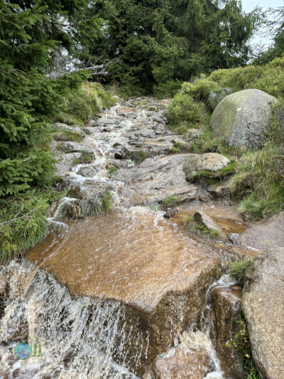 Harz-Tour HWN 11, 9, Urwaldstieg, 22